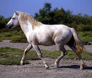 CAMARGUE